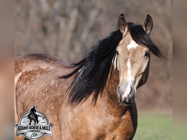 American Paint Horse Mix Wałach 5 lat 150 cm Srokata in Mount Vernon