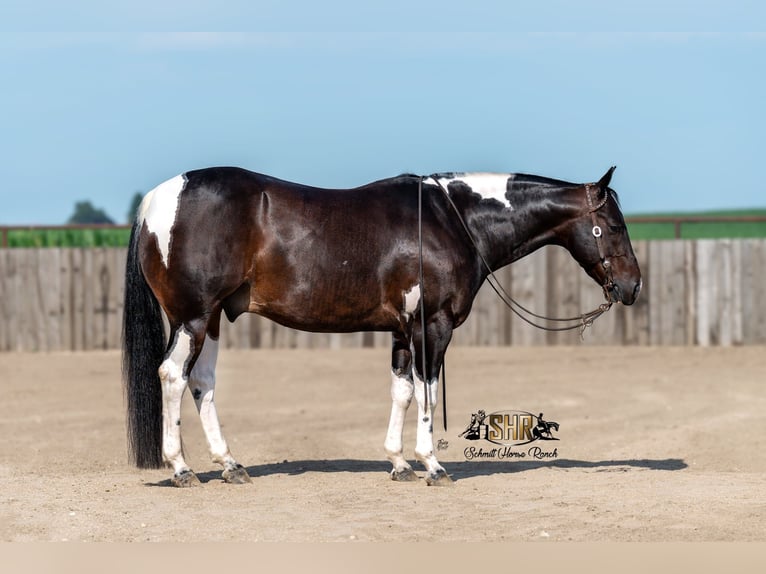 American Paint Horse Wałach 5 lat 150 cm Tobiano wszelkich maści in Holland, IA