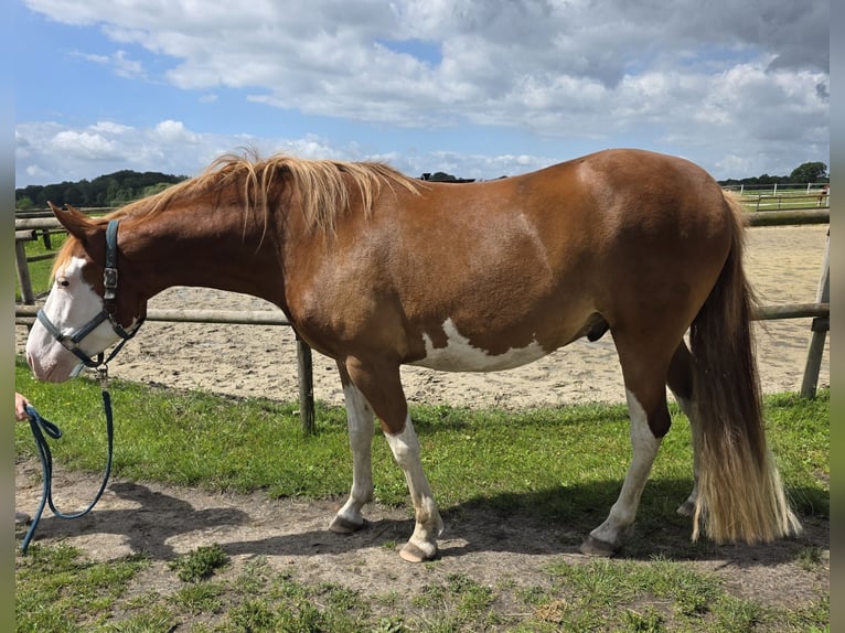 American Paint Horse Mix Wałach 5 lat 151 cm Overo wszelkich maści in Raesfeld