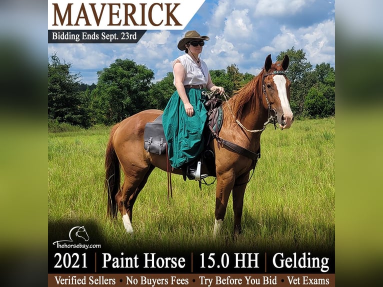 American Paint Horse Wałach 5 lat 152 cm Cisawa in Monetta, SC