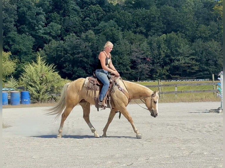 American Paint Horse Wałach 5 lat 152 cm Izabelowata in Narvon