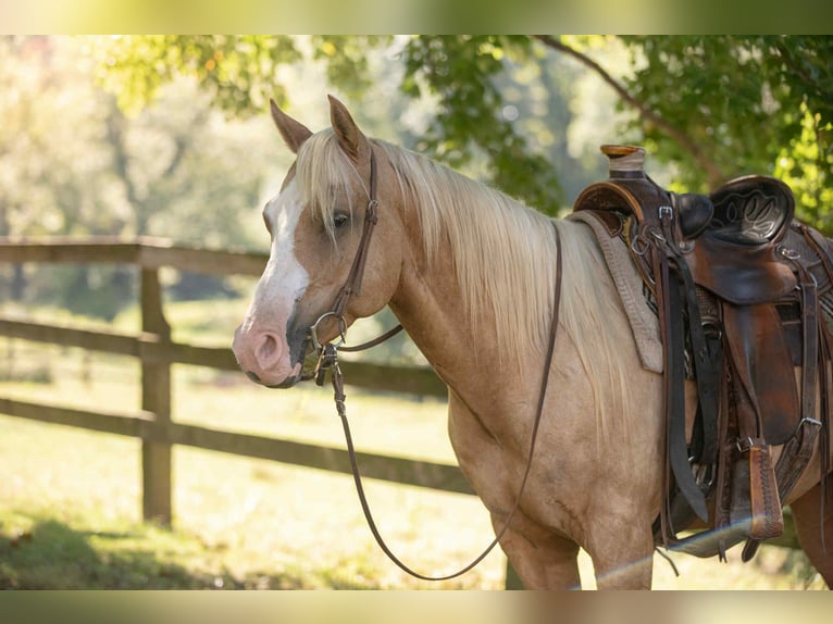 American Paint Horse Wałach 5 lat 152 cm Izabelowata in Narvon