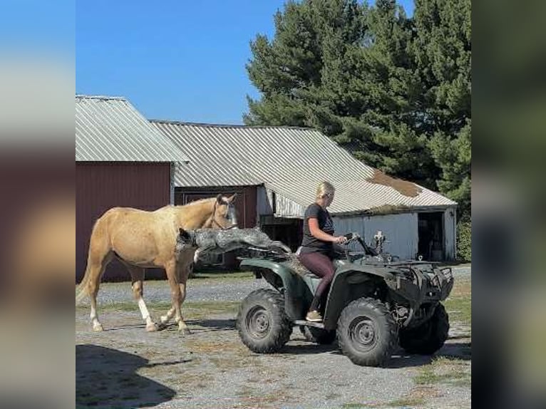 American Paint Horse Wałach 5 lat 152 cm Izabelowata in New Holland