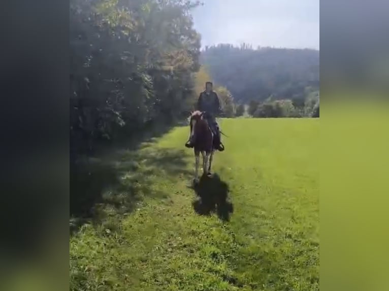 American Paint Horse Mix Wałach 5 lat 153 cm Srokata in Deuerling