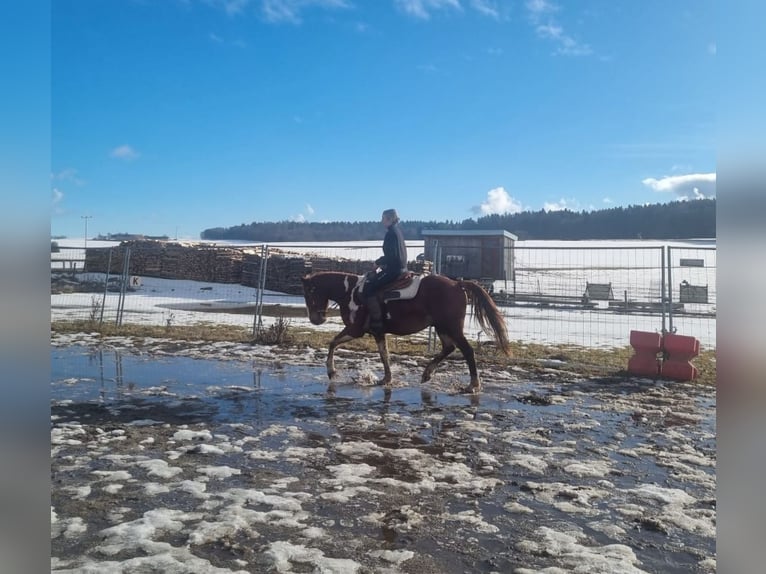 American Paint Horse Mix Wałach 5 lat 153 cm Srokata in Deuerling