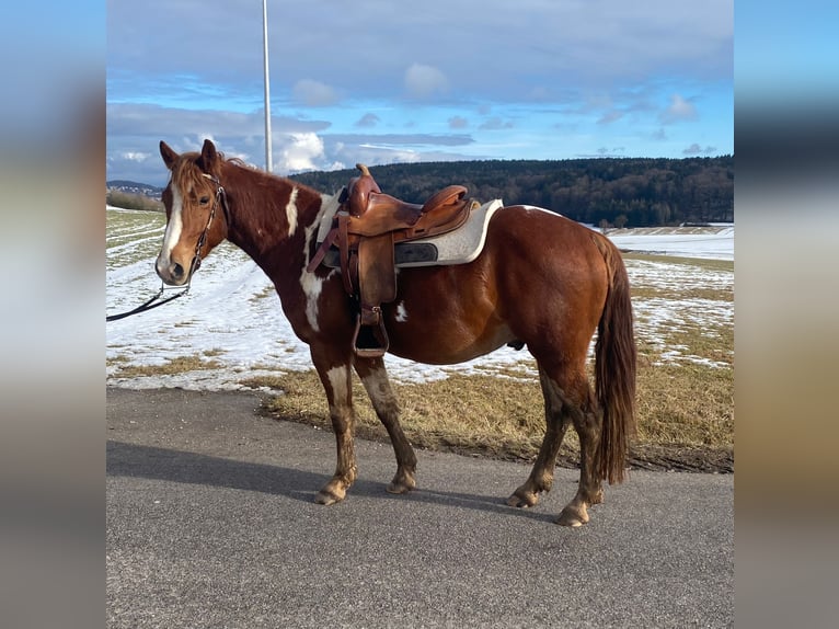 American Paint Horse Mix Wałach 5 lat 153 cm Srokata in Deuerling