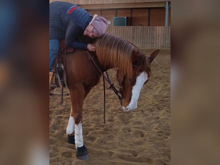 American Paint Horse Wałach 5 lat 154 cm Kasztanowata in Zülpich