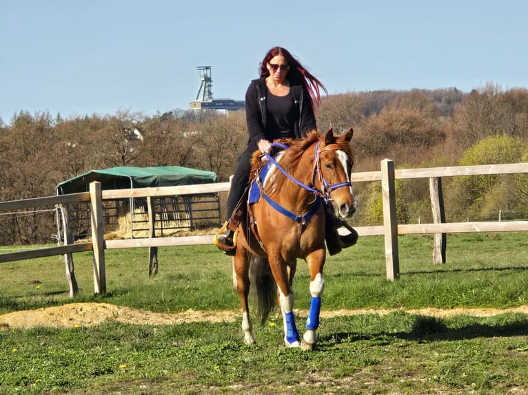 American Paint Horse Mix Wałach 5 lat 155 cm Srokata in Linkenbach