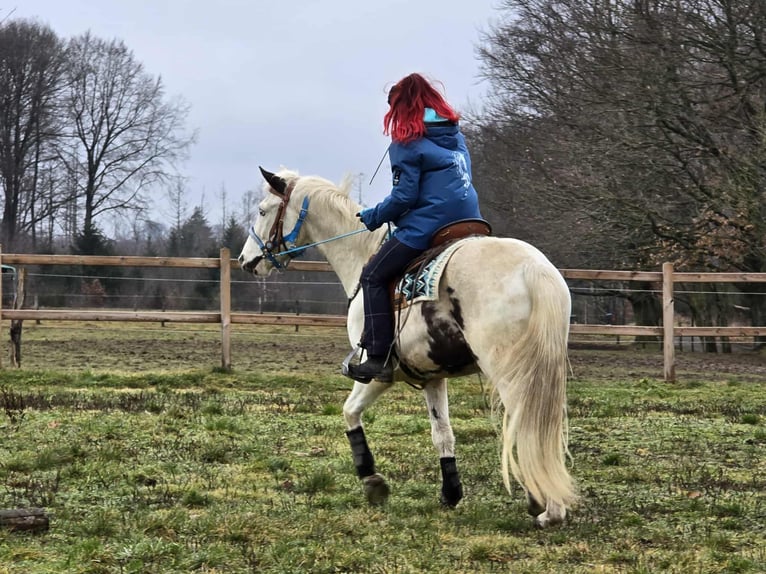 American Paint Horse Mix Wałach 5 lat 156 cm Srokata in Linkenbach