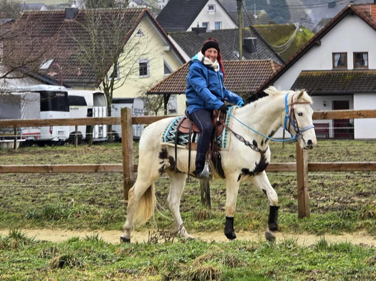 American Paint Horse Mix Wałach 5 lat 156 cm Srokata in Linkenbach