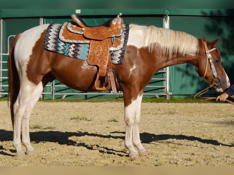 American Paint Horse Wałach 5 lat 156 cm Tobiano wszelkich maści in Reichshof