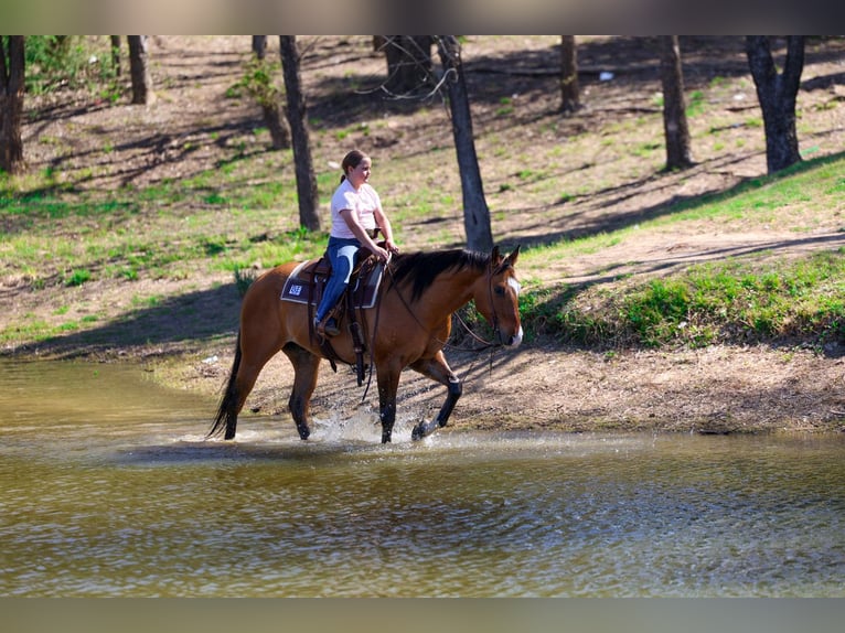 American Paint Horse Wałach 5 lat 157 cm Bułana in Forney
