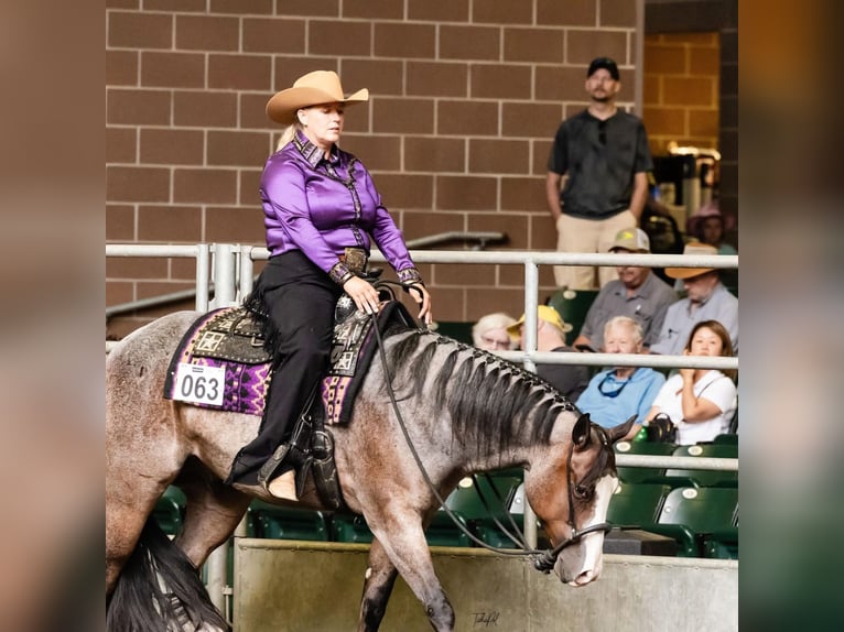 American Paint Horse Wałach 5 lat 157 cm Gniadodereszowata in Sheffield