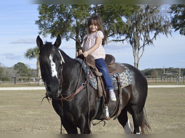 American Paint Horse Wałach 5 lat 157 cm Kara in Micanopy