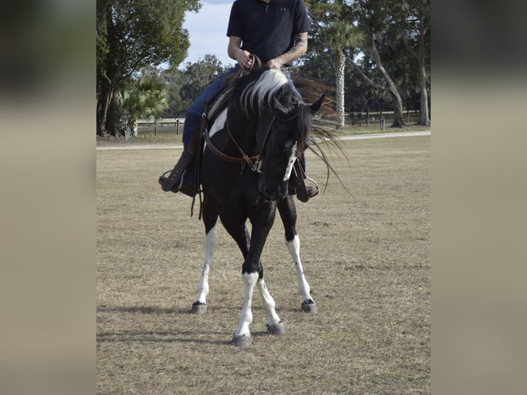 American Paint Horse Wałach 5 lat 157 cm Kara in Micanopy