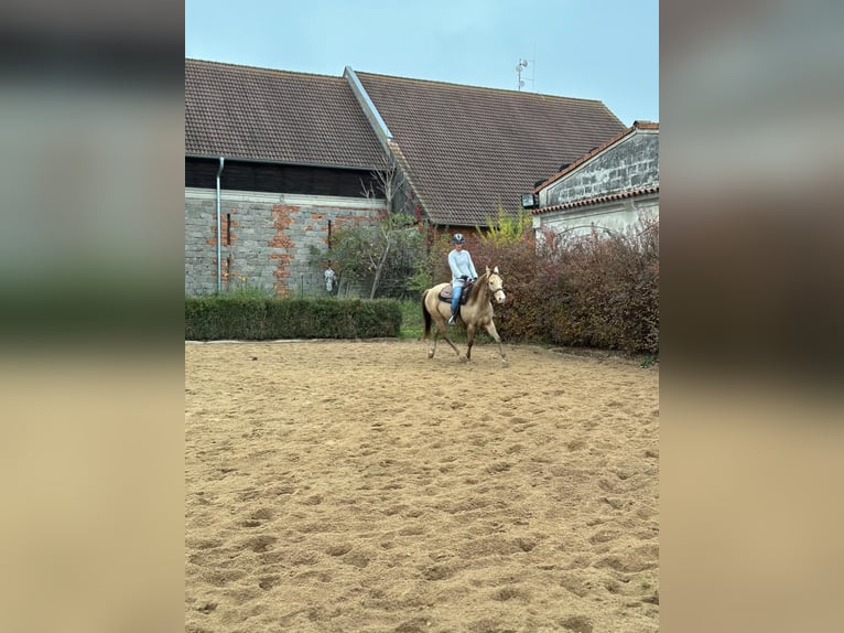 American Paint Horse Wałach 5 lat 158 cm Szampańska in Ceske Budejovice