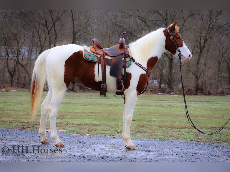 American Paint Horse Wałach 5 lat 163 cm Tobiano wszelkich maści in Flemingsburg KY