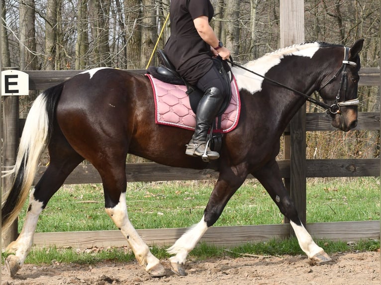 American Paint Horse Mix Wałach 5 lat Srokata in Strasburg