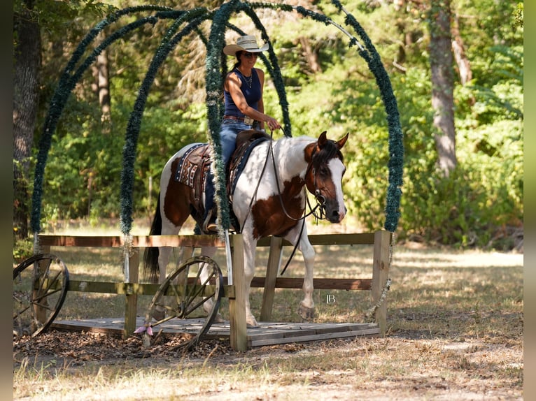American Paint Horse Wałach 5 lat Srokata in Terrell