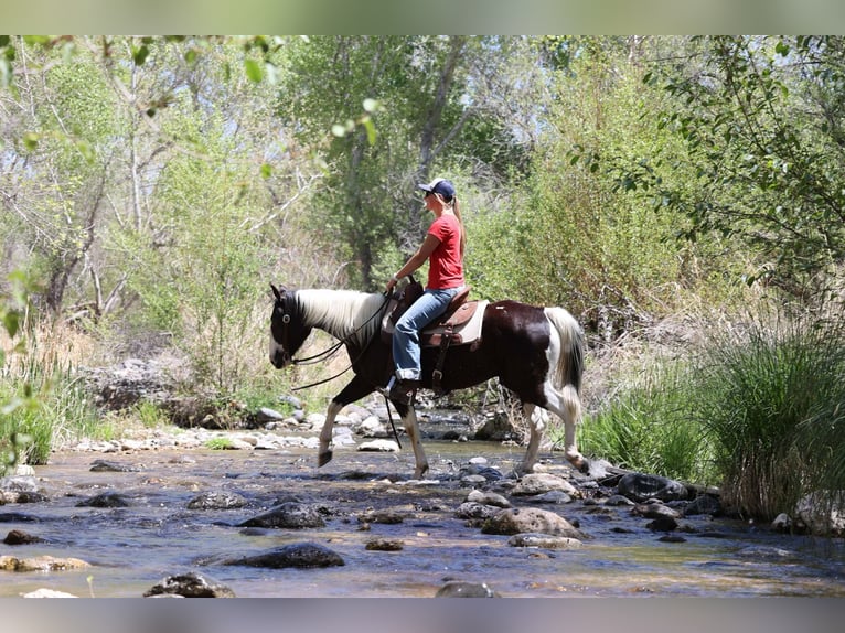 American Paint Horse Wałach 5 lat Tobiano wszelkich maści in Cottonwood AZ
