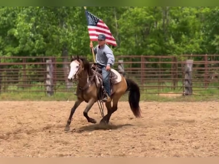 American Paint Horse Wałach 6 lat 142 cm Overo wszelkich maści in Marana, AZ