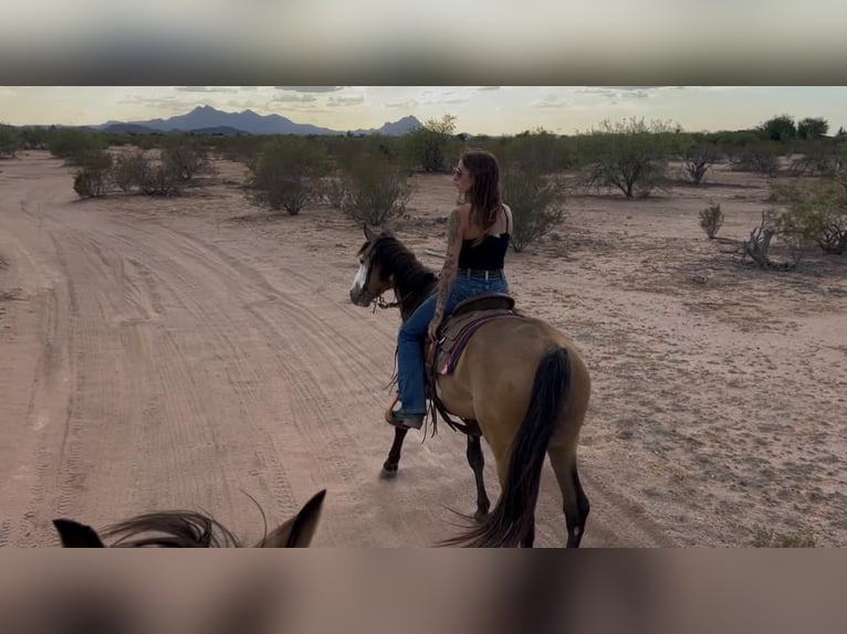 American Paint Horse Wałach 6 lat 142 cm Overo wszelkich maści in Marana, AZ