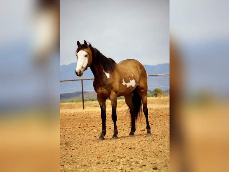 American Paint Horse Wałach 6 lat 142 cm Overo wszelkich maści in Marana, AZ