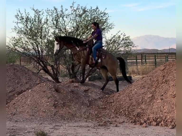 American Paint Horse Wałach 6 lat 142 cm Overo wszelkich maści in Marana, AZ