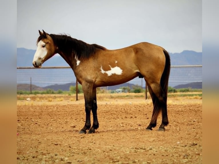 American Paint Horse Wałach 6 lat 142 cm Overo wszelkich maści in Marana, AZ
