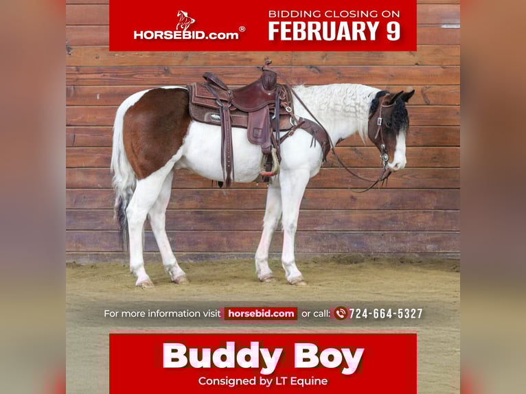 American Paint Horse Wałach 6 lat 145 cm Srokata in Clarion