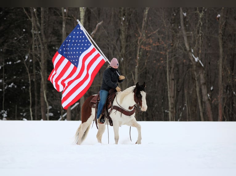 American Paint Horse Wałach 6 lat 145 cm Srokata in Clarion
