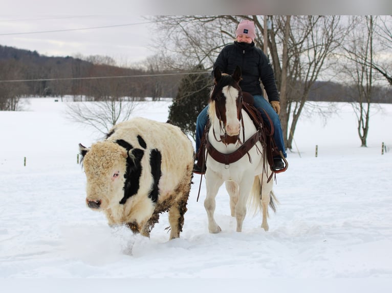 American Paint Horse Wałach 6 lat 145 cm Srokata in Clarion
