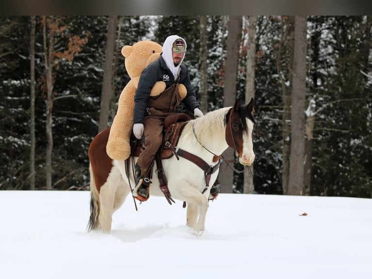 American Paint Horse Wałach 6 lat 145 cm Srokata in Clarion