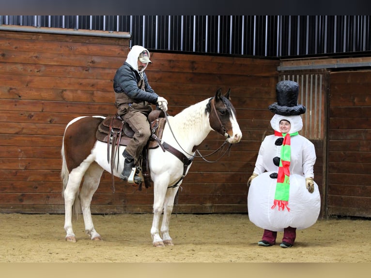 American Paint Horse Wałach 6 lat 145 cm Srokata in Clarion