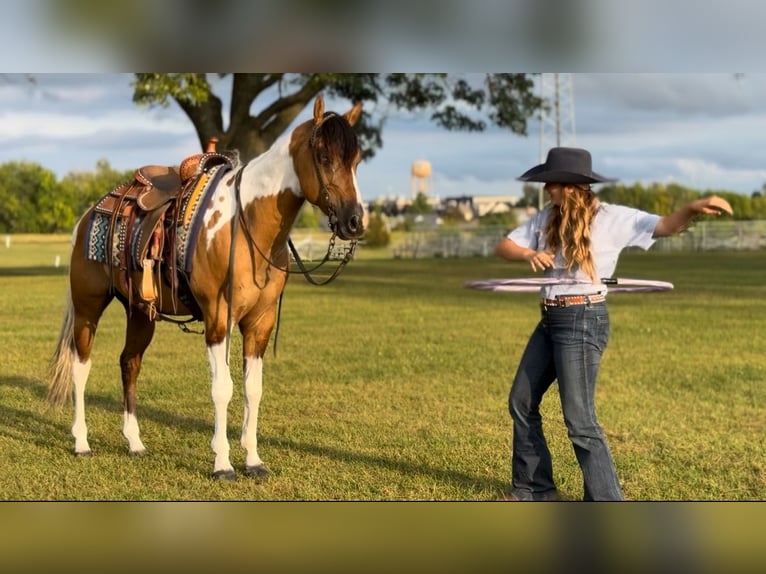 American Paint Horse Wałach 6 lat 147 cm Bułana in Battle Creek