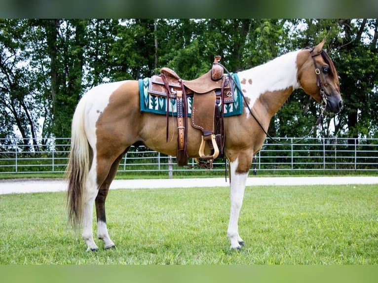 American Paint Horse Wałach 6 lat 147 cm Bułana in Battle Creek
