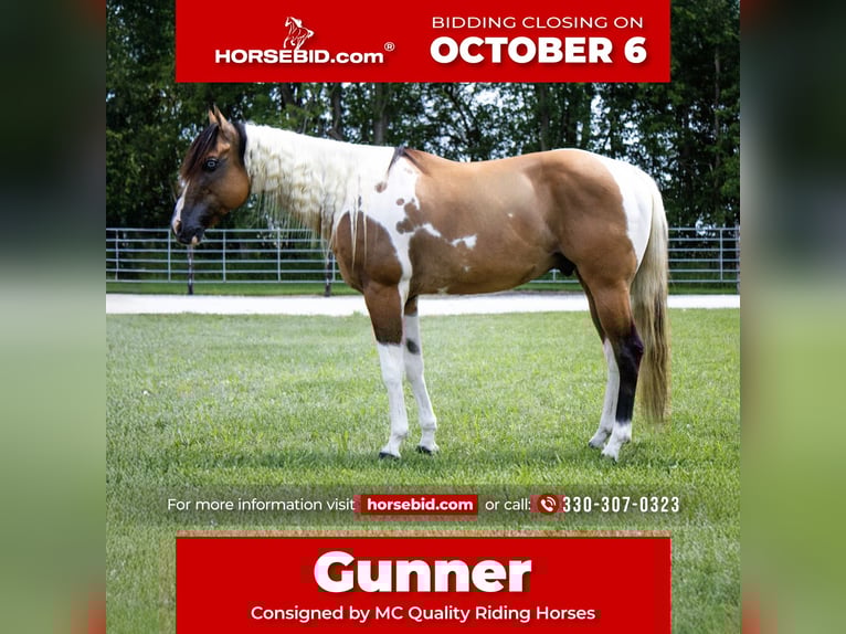 American Paint Horse Wałach 6 lat 147 cm Bułana in Battle Creek