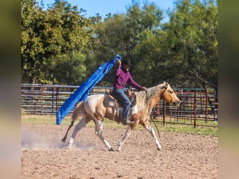 American Paint Horse Wałach 6 lat 147 cm Srokata in Ranger