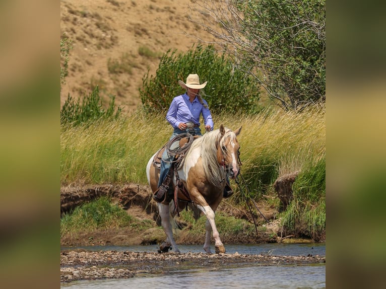 American Paint Horse Wałach 6 lat 147 cm Srokata in Ranger