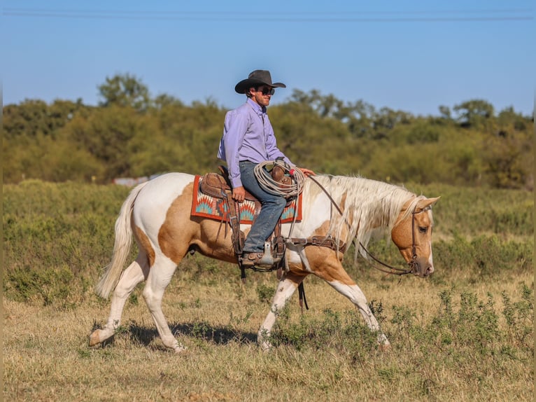 American Paint Horse Wałach 6 lat 147 cm Srokata in Ranger