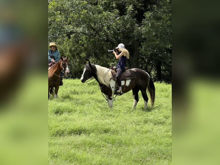 American Paint Horse Wałach 6 lat 147 cm Srokata in Weatherford