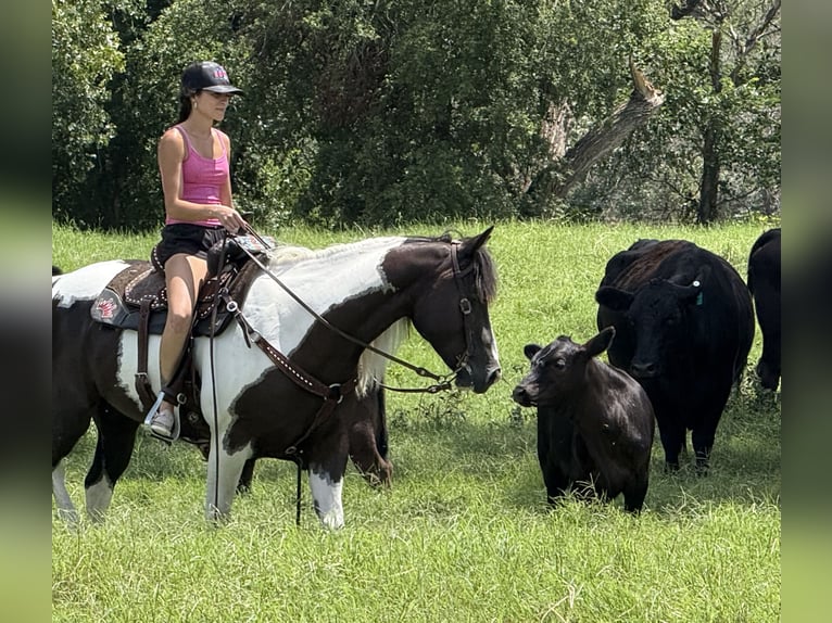 American Paint Horse Wałach 6 lat 147 cm Srokata in Weatherford
