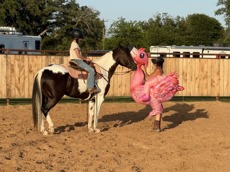 American Paint Horse Wałach 6 lat 147 cm Srokata in Weatherford
