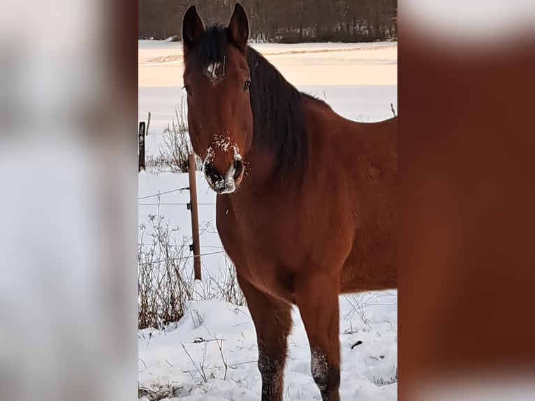 American Paint Horse Wałach 6 lat 150 cm Gniada in Waldmühlen