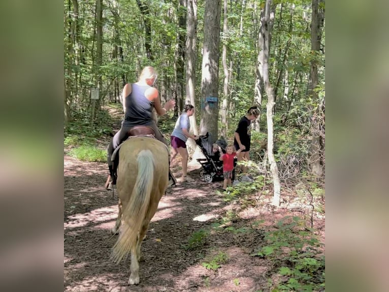 American Paint Horse Wałach 6 lat 152 cm Izabelowata in Narvon