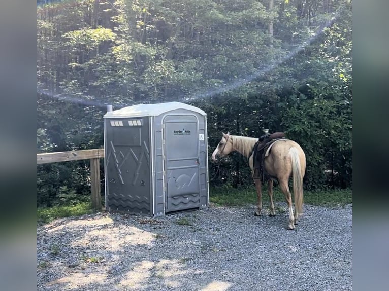 American Paint Horse Wałach 6 lat 152 cm Izabelowata in New Holland