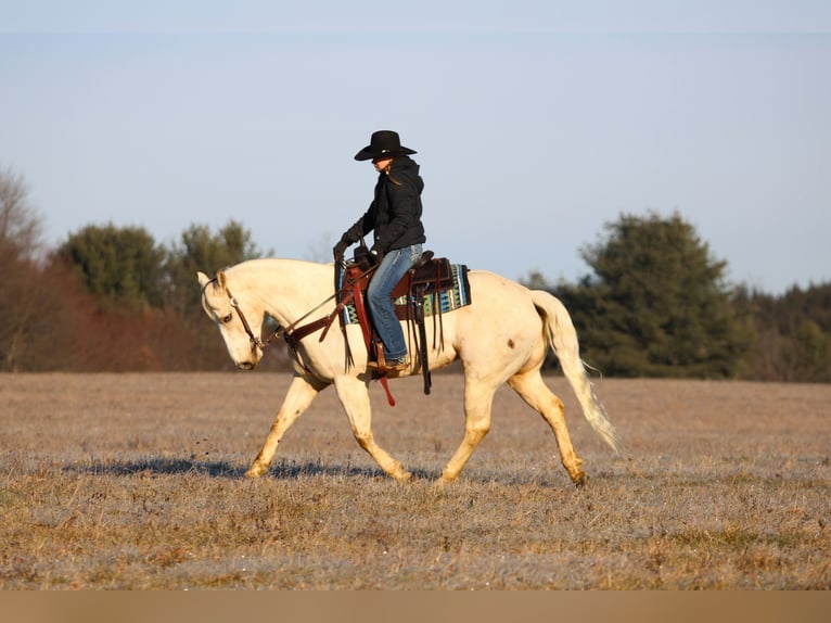 American Paint Horse Wałach 6 lat 152 cm Izabelowata in Clarion