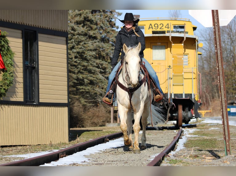 American Paint Horse Wałach 6 lat 152 cm Izabelowata in Clarion