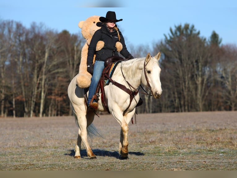 American Paint Horse Wałach 6 lat 152 cm Izabelowata in Clarion