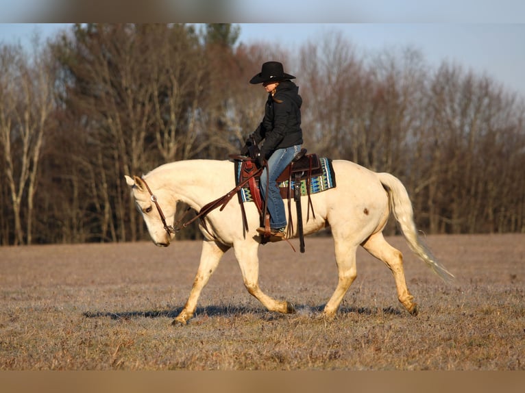 American Paint Horse Wałach 6 lat 152 cm Izabelowata in Clarion